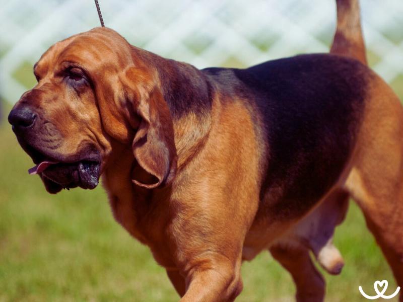 Psi-plemeno-bloodhound (2)